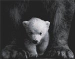 (image for) Polar Bear Cub